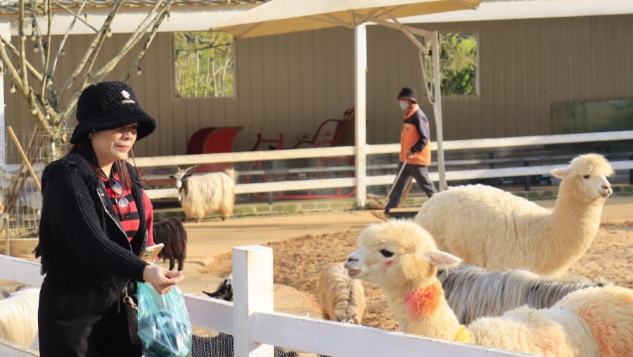 Du khách tham quan, trải nghiệm du lịch canh nông tại Đà Lạt.